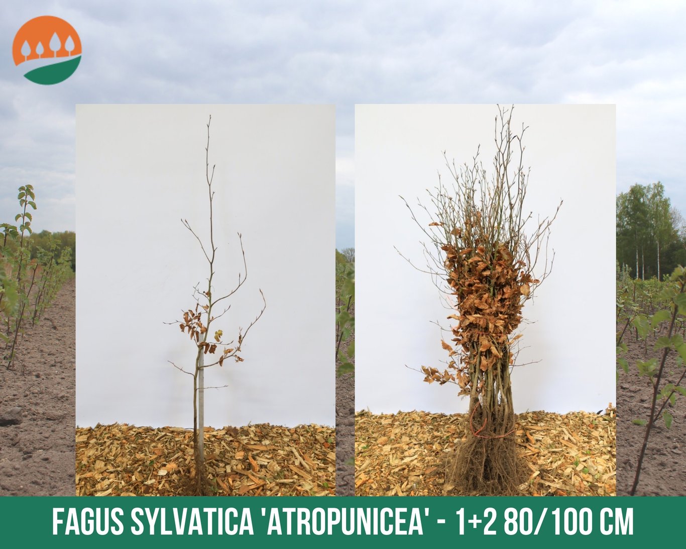 Fagus syl. 'Atropunicea' - 80-100 CM bare root 1/2
